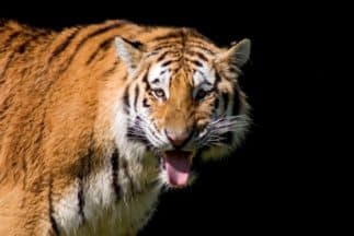 Un tigre de un zoológico de Nueva York se contagia de coronavirus: ¿debes preocuparte por tu mascota?