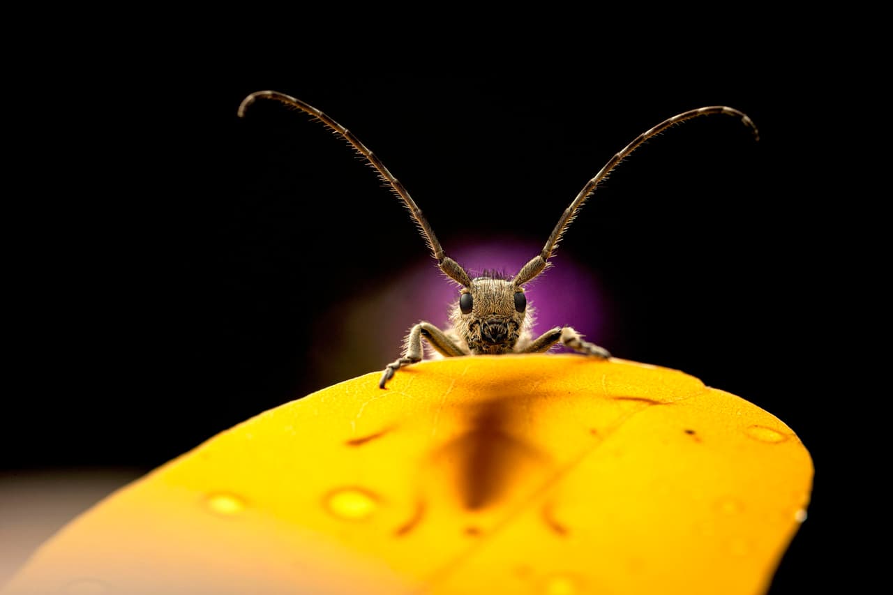 <b>‘Mira’</b>. Tercer lugar en la categoría 'escarabajos’. Este escarabajo de cuernos largos parece observar con curiosidad al fotógrafo. Este galardón, en su primera edición, fue organizado por los creadores del software de edición fotográfica Luminar 4, junto a la organización británica para proteger a los insectos 
<a href="https://www.buglife.org.uk/"><u>Buglife</u></a>.