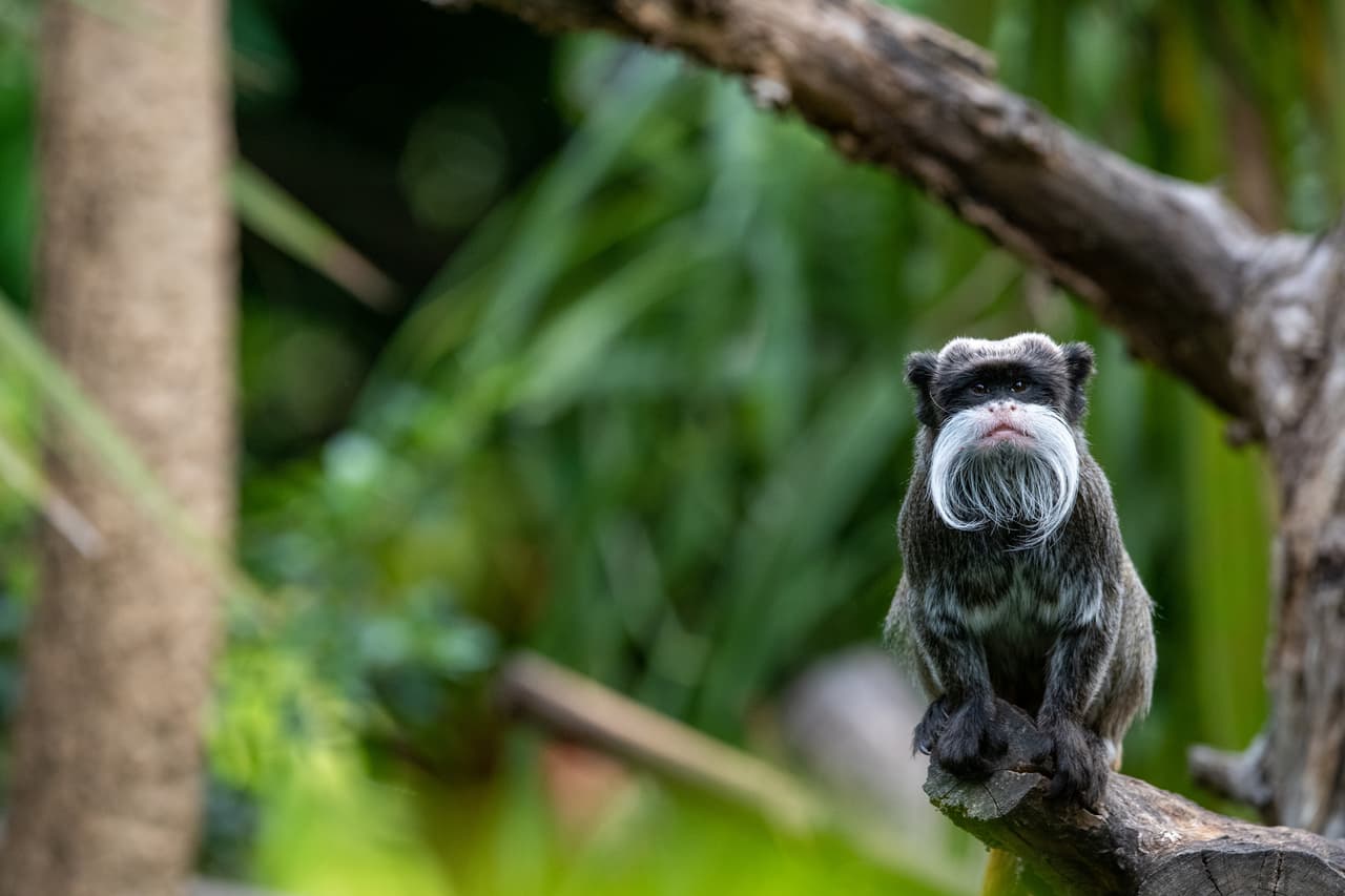 Jaulas rotas, monos desaparecidos, una pantera que se fuga, la misteriosa muerte de un buitre: ¿qué está pasando en este zoológico de Dallas?