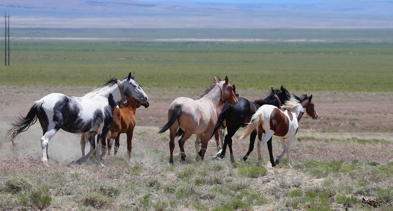 "Esto es muy inhumano y cruel": hallan 15 caballos muertos a tiros en un descampado en Kentucky