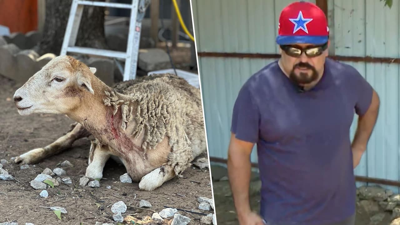 El misterio del chupacabras en Dallas: Una familia halla a sus borregos destazados y heridos en su patio