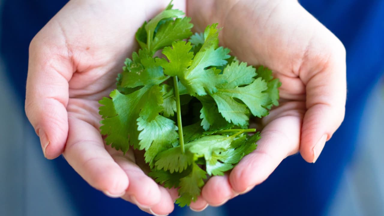 Este es el mejor truco para deshojar cilantro fácilmente