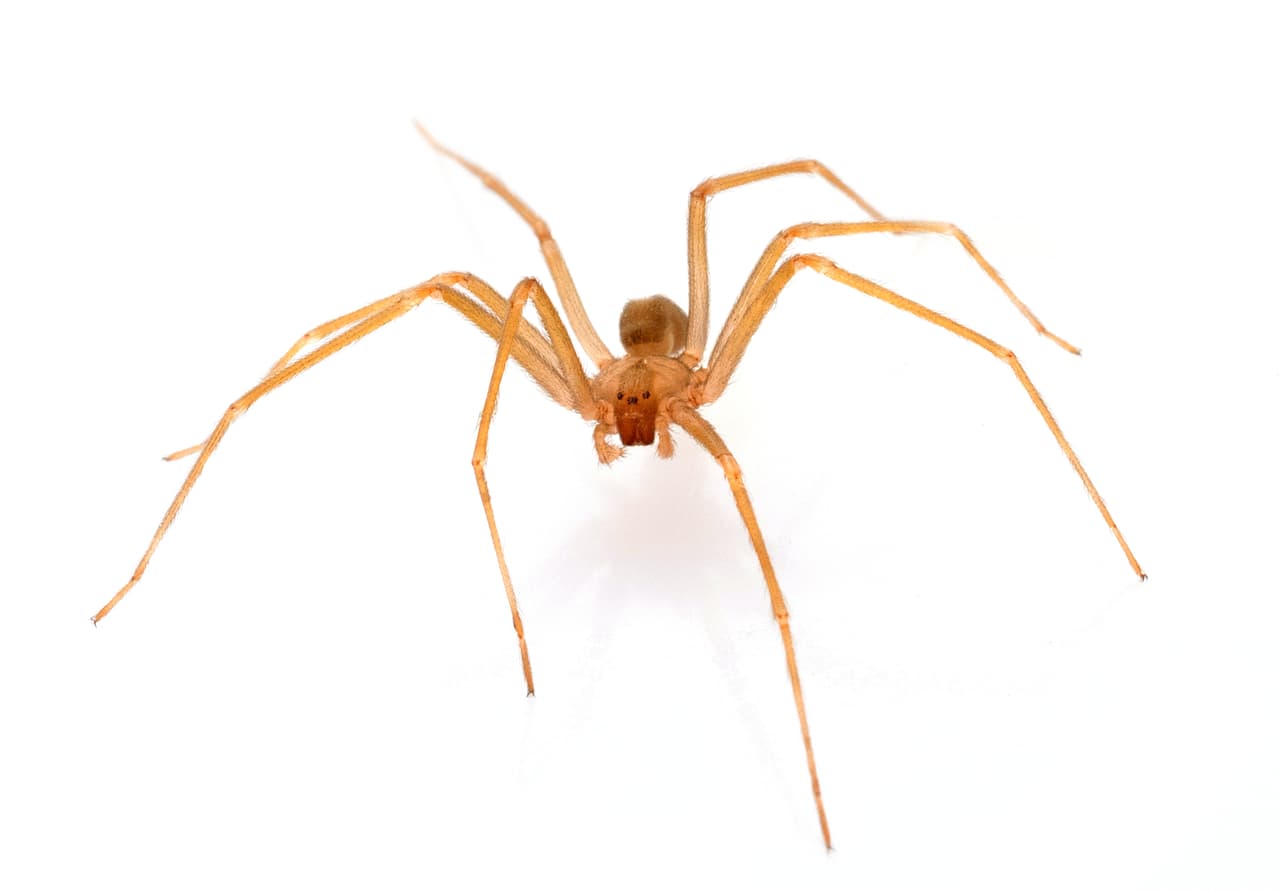 <b>Las arañas reclusas marrones</b> como su nombre lo dicen tienen un color dorado y en la cabeza una marca en forma de violón que es color marrón o negro. Este tipo de arácnidos 
<b>pican cuando se sienten atrapadas.</b>
<br>