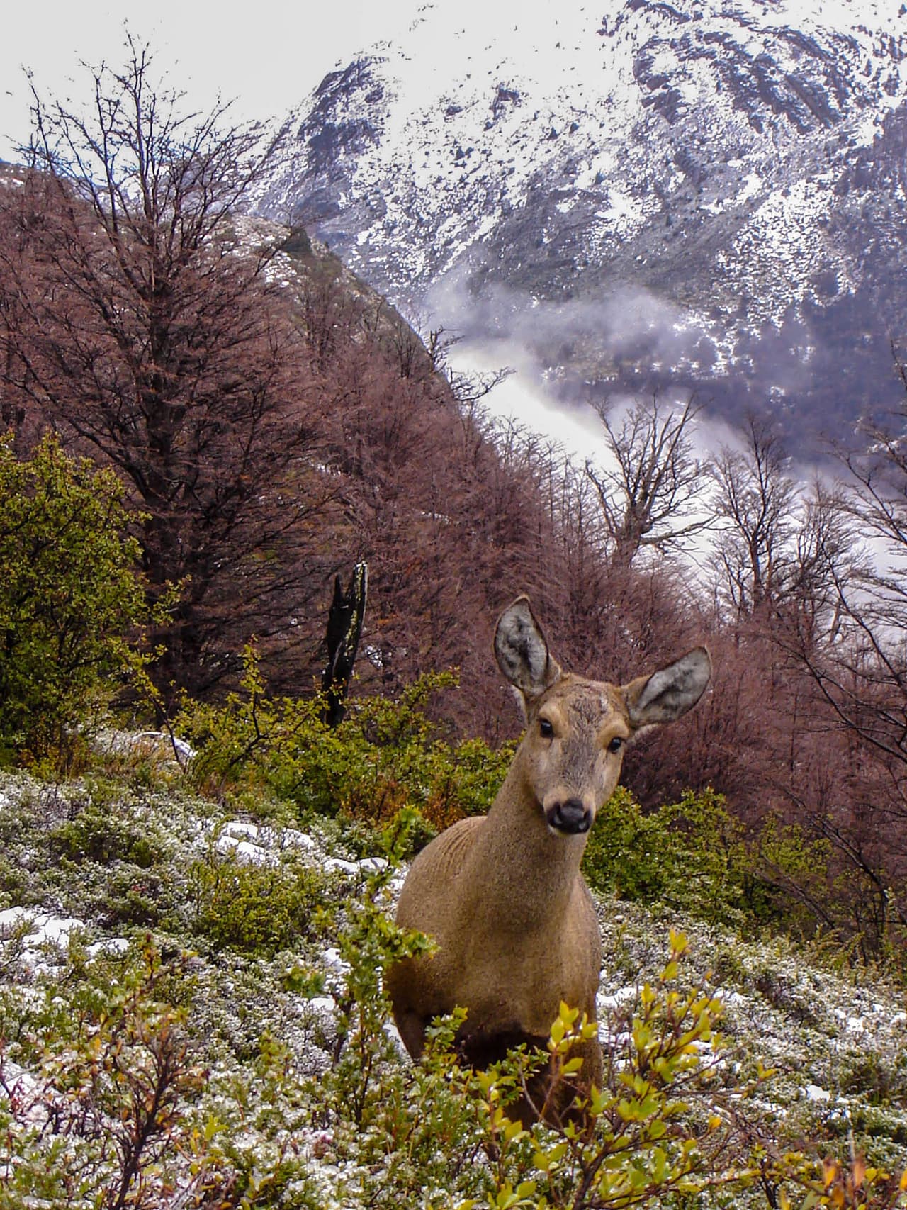 <b>Parque Nacional Cerro Castillo (Chile)</b>
<br>
<br>Este parque en la patagonia chilena fue designado en 2018 y es el centro del esfuerzo para proteger el animal nacional del país: el huemul o venado surandino (en la foto), que está en peligro de extinción.
<br>
<br>Los visitantes de Cerro Castillo todavía pueden avistar a estos animales. La organización conservacionista 
<i>Rewilding Chile</i>, en colaboración con el gobierno chileno, está construyendo un corredor para que los huemules se muevan entre las áreas protegidas y crearán un centro de rehabilitación para atenderlos cuando enfermen.
<br>