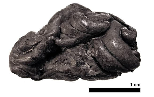 El pedazo de chile prehistórico obtenido de la corteza de un abedul.