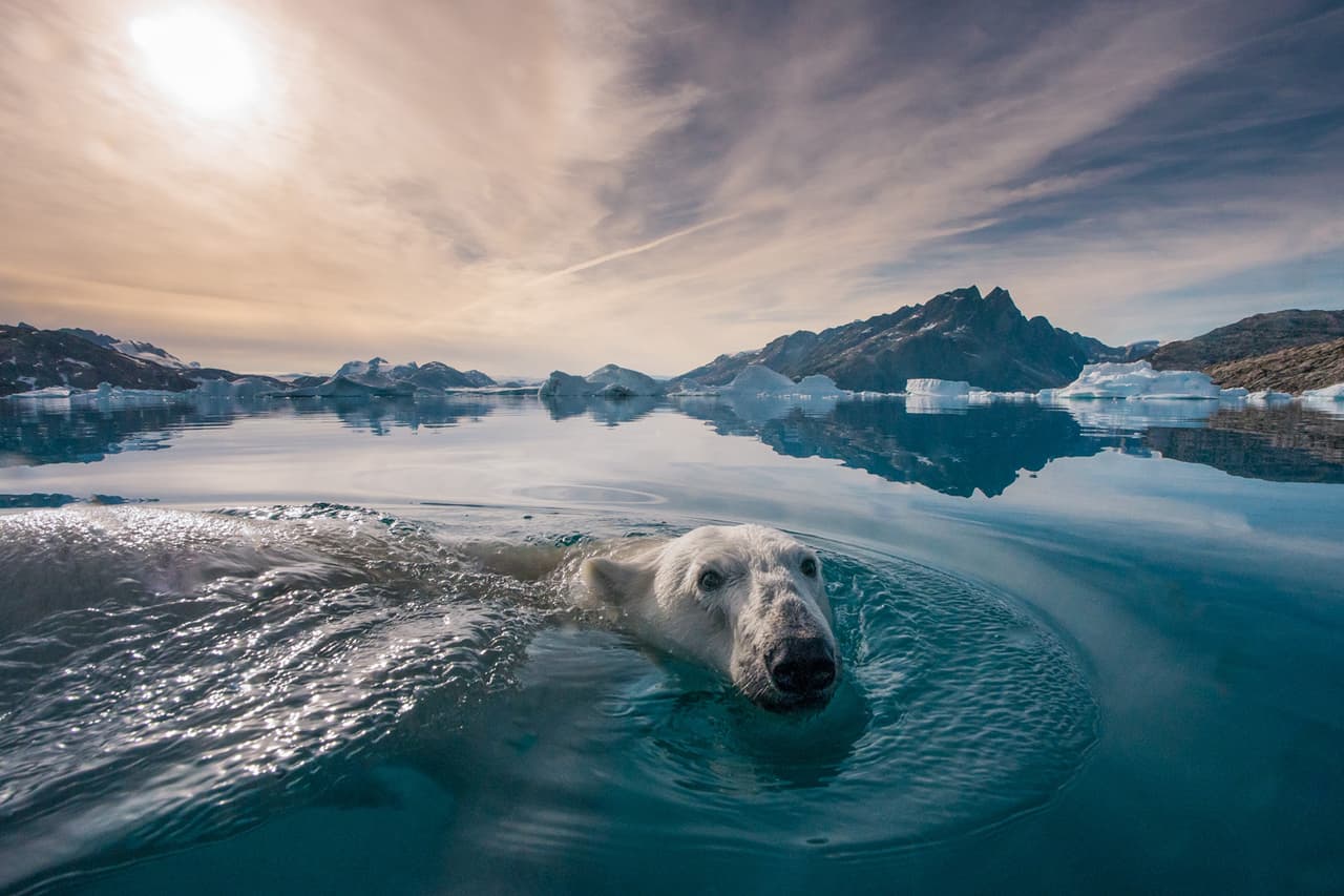 <b>‘Ángel del ártico’</b>
<br>
<br>“Mientras estaba en una expedición en Groenlandia, un oso polar curioso se acercó a mí cuando exploraba en un pequeño bote. El momento duró solo un segundo antes de que el oso se sumergiera en el helado mar ártico”, contó el autor de esta fotografía. 
<br>
<br>Al donar sus fotografías para la venta, los fotógrafos muestran “su profundo compromiso global con la conservación”, explica 
<i>Vital Impacts</i>. Las imágenes “transmiten la urgencia de salvaguardar nuestro mundo”, agrega.
<br>