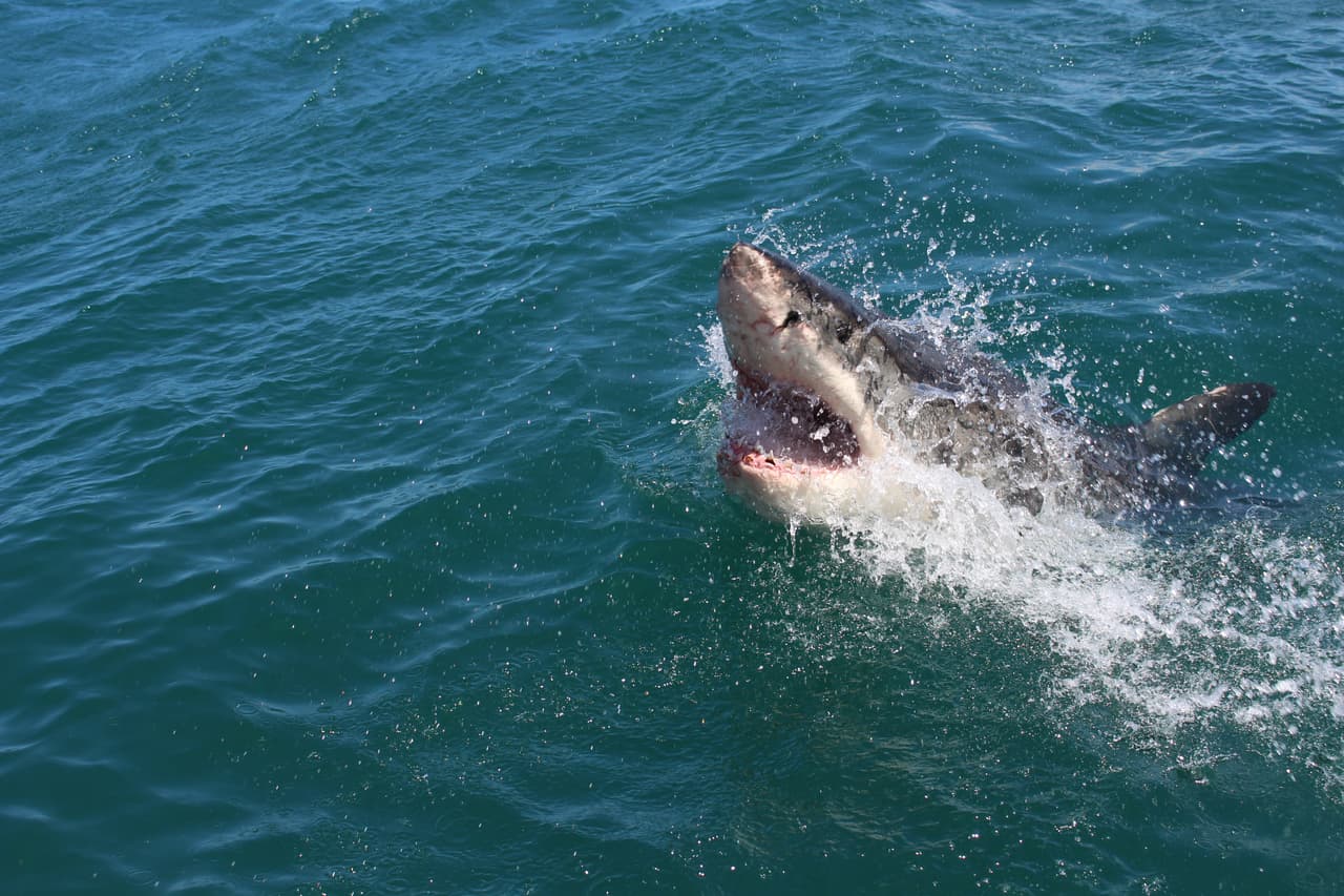 Florida registra el mayor número de ataques de tiburones en todo el mundo