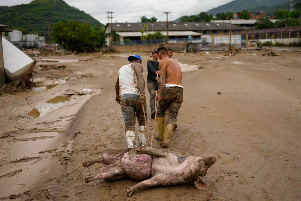 Hombres arrastran un cerdo que logró sobrevivir al deslave en Las Tejerías, provacado por intensas y constantes lluvias en la zona norte costera de Venezuela.