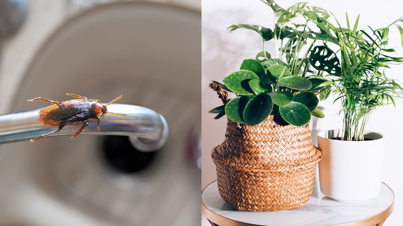 ¿Cucarachas en tu hogar?: 3 plantas que te ayudan a mantenerlas alejadas