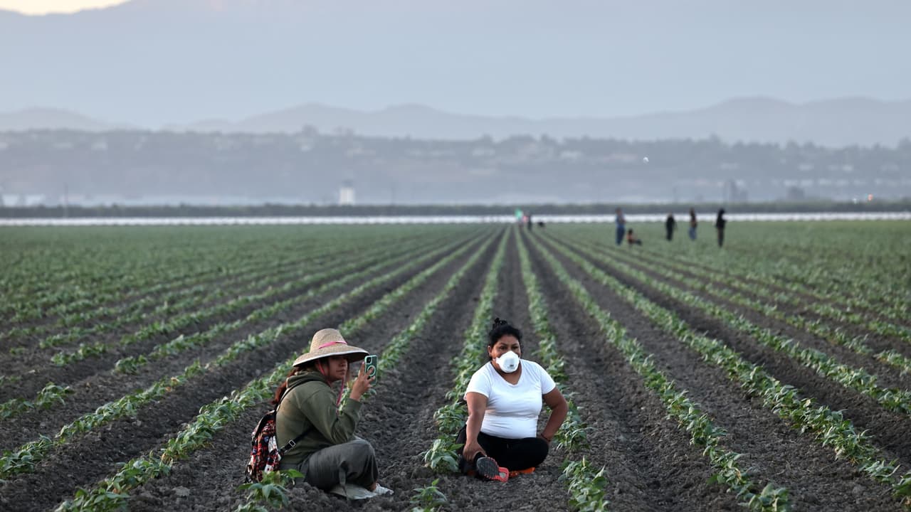 Miedo a los operativos migratorios provoca escasez de trabajadores en campos de California