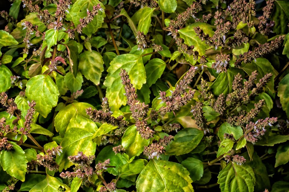 El patchouli es otra hierba que hace maravillas, puesto que su exótico aroma se encuentra uso para muchos rituales. Se le asocia con el amor, la prosperidad financiera y hasta aumentar el poder o atracción sexual, para hacer a alguien irresistible.