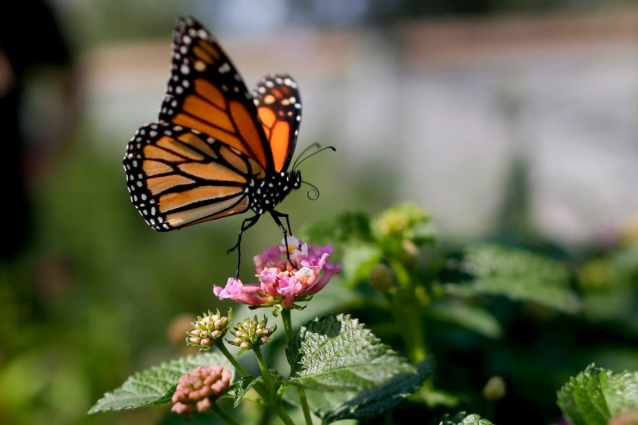 Las mariposas monarca no migratorias en América Central y del Sur no fueron designadas como en peligro de extinción. Estados Unidos no ha incluido a las mariposas monarca en la Ley de especies en peligro de extinción, pero varios grupos ambientalistas creen que debería incluirse.
