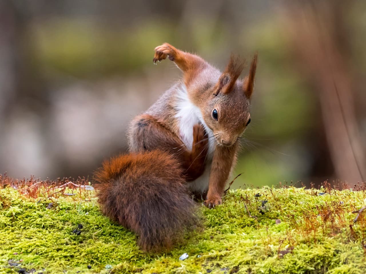 Una 'ardilla al rescate' en Gothenburg, Suecia. 
<b>Johnny Kaapa / CWPA / Barcroft</b>