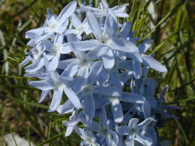 Si desea alejarse del área del norte de Texas puede visitar el Centro de Flores Silvestres, Lady Bird Johnson, ubicado unas 12 millas al suroeste de Austin. Tendrá que hacer una reservación. Más información aquí.