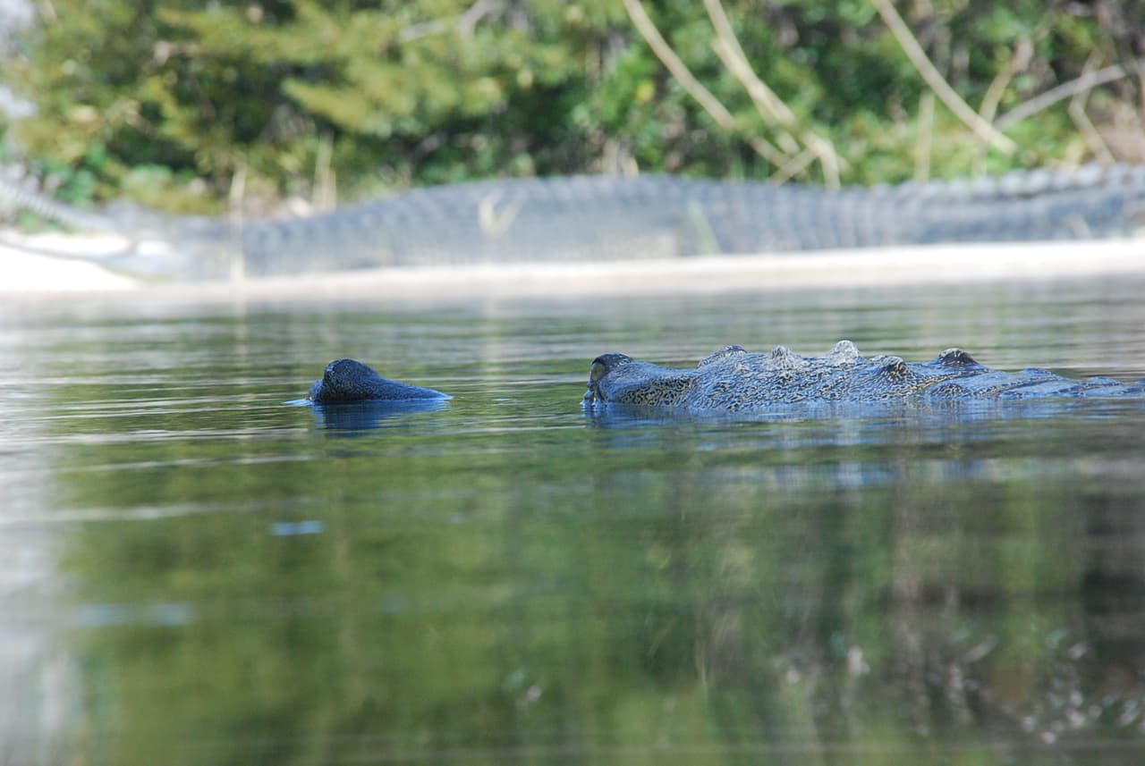 Si un cocodrilo sale del agua y va camino hacia donde está usted, claramente es posible que quiera atacarlo.