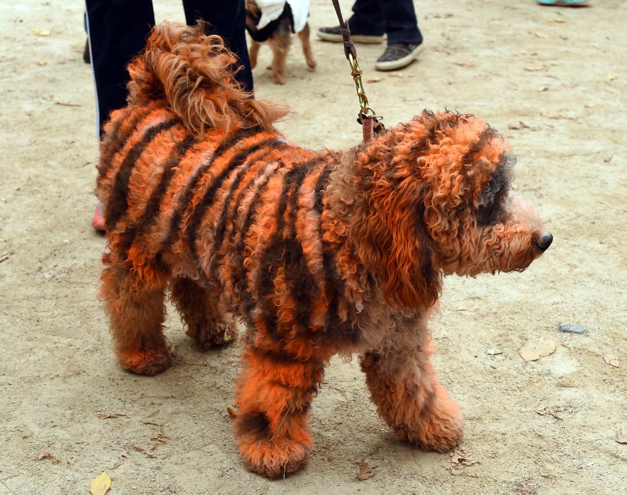 Spray naranja y spray negro. Adiós perro, hola tigre.