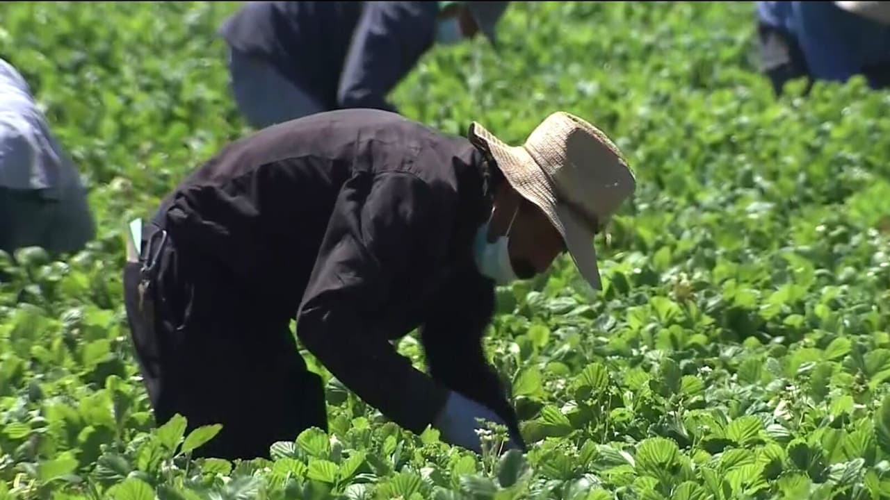 Gobierno federal destina recursos para trabajadores agrícolas afectados por la pandemia: esto debes saber