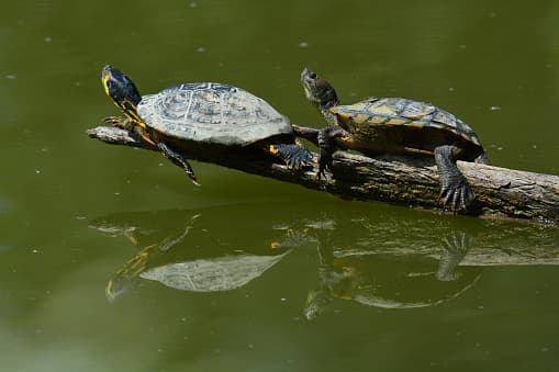 <b>Tortuga de pantano.-</b> Conocida científicamente como Glyptemys muhlenbergii, es una tortuga semiacuática endémica del este de los Estados Unidos. Es la tortuga norteamericana más pequeña, con una longitud de 10 cm. Es omnívora y se alimenta principalmente de invertebrados pequeños. Su alta demanda en el mercado ilegal a propiciado su rápido camino a la extinción. 
<br>