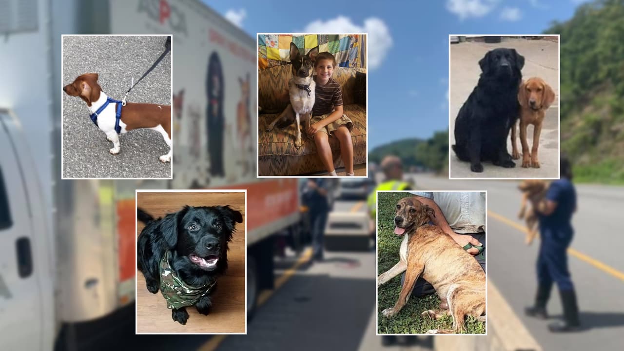 El transporte chocó contra una barrera de cemento en la Interestatal 40 en Old Fort Mountain, a 24 millas al este de Asheville. El Centro de Operaciones de Emergencias del condado de McDowell informó que varios animales se escaparon hacia un área boscosa cerca del lugar.