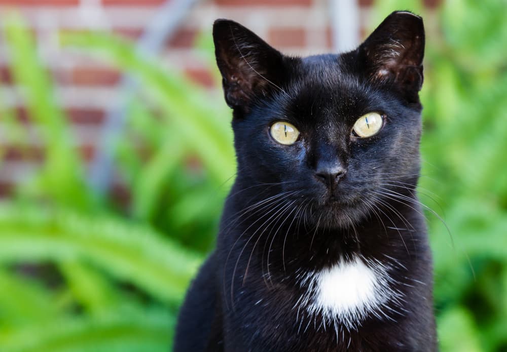 Incluso antes de la cacería de las brujas, la religión católica dictaminó un decreto por parte del Papa Gregorio IX diciendo que si el gato negro no poseía un mechón blanco en su pecho debía ser eliminado, ya que significaría que tenía el demonio en su interior.