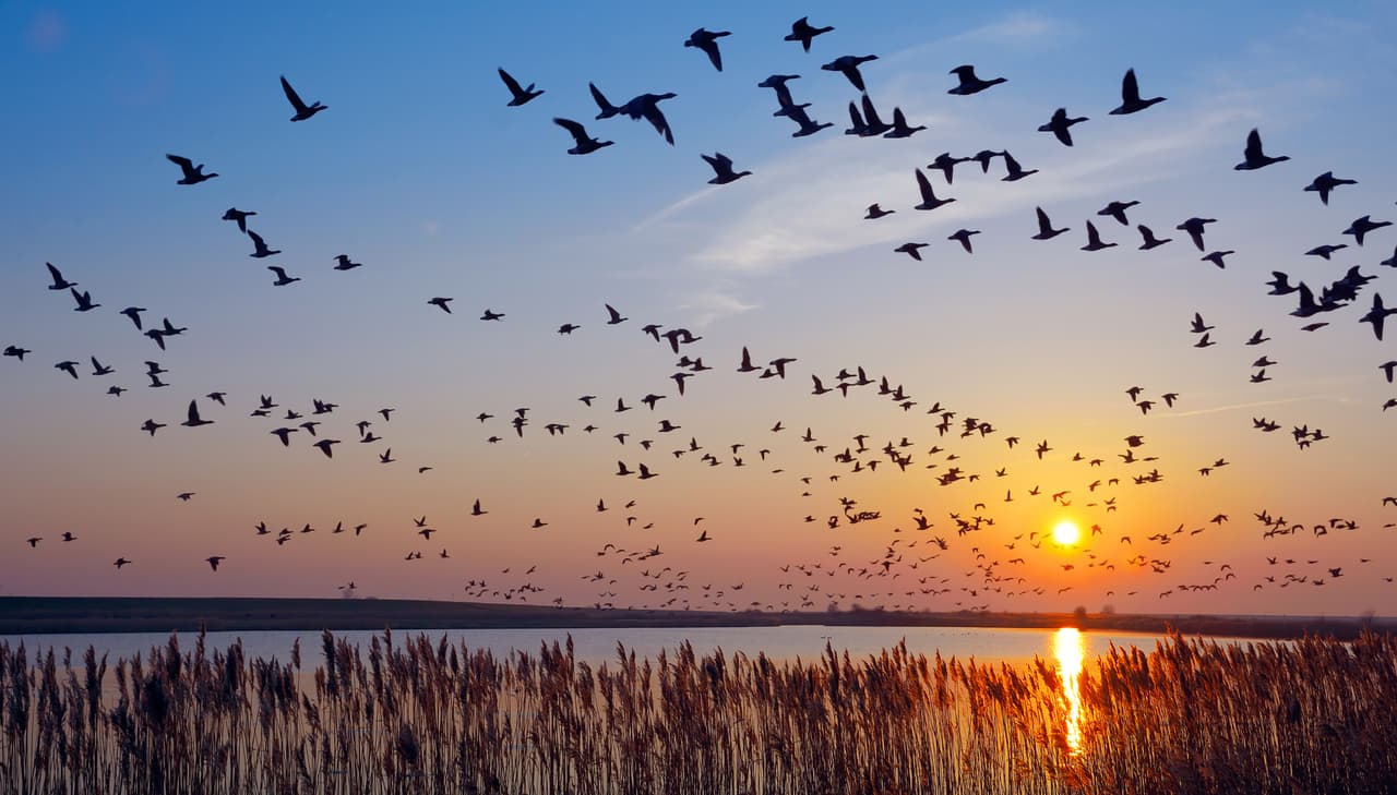 El mar de Wadden, una maravilla natural Alemana. Los sitios en la lista de este país incluyen las fronteras del imperio romano y varias joyas arquitectónicas antiguas y modernas a lo largo de la nación. 
<br>
<br>Junto al mar de Wadden, el otro sitio natural alemán en el catálogo son los bosques de los Cárpatos, que comparte con los países vecinos.
<br>
