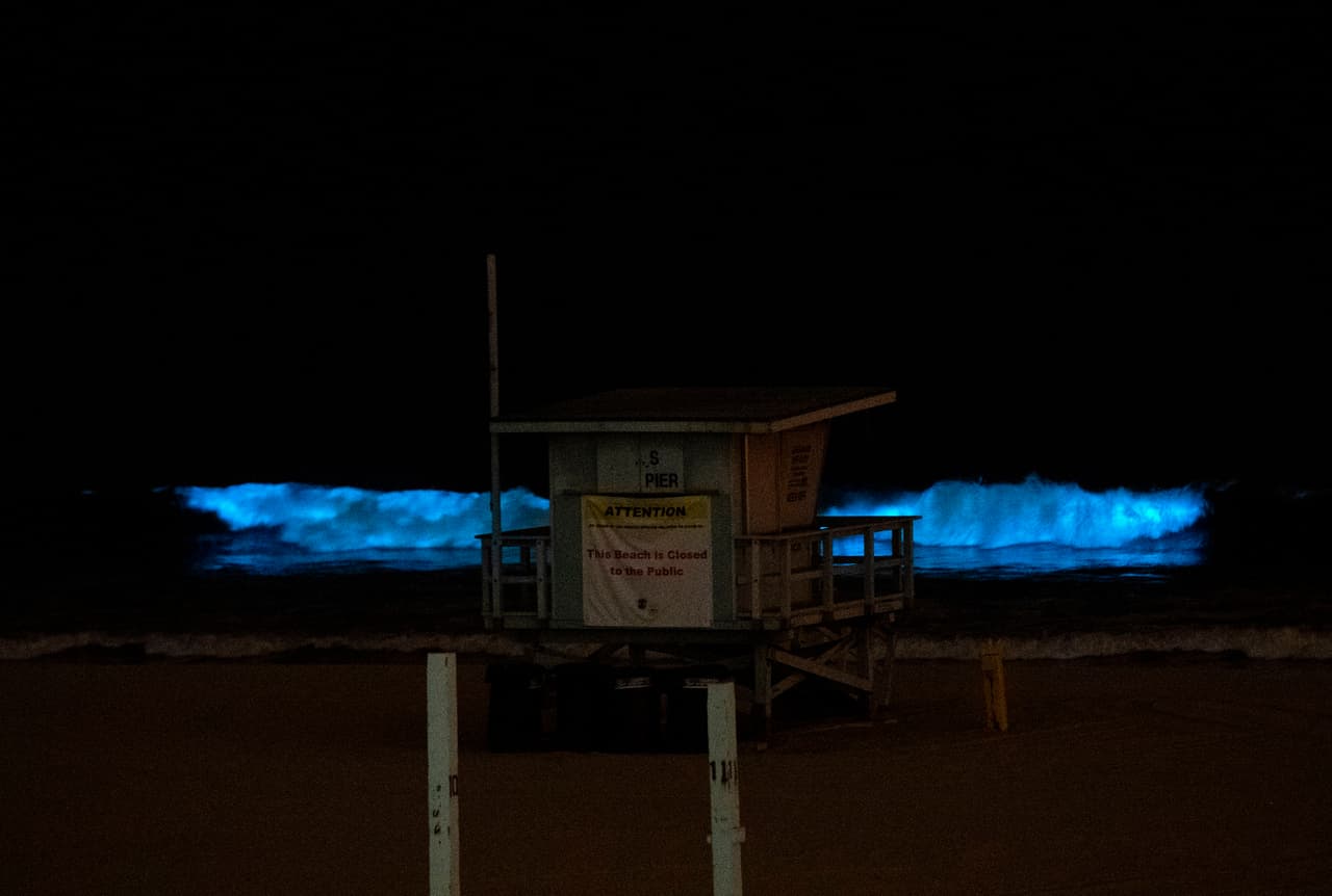 El fenómeno ocurre durante la marea roja, cuando una acumulación de algas que contienen fitoplancton hace que el océano se vea rojo o marrón durante el día. Pero en la noche, cuando el agua se agita, puede crear la increíble bioluminiscencia azul.