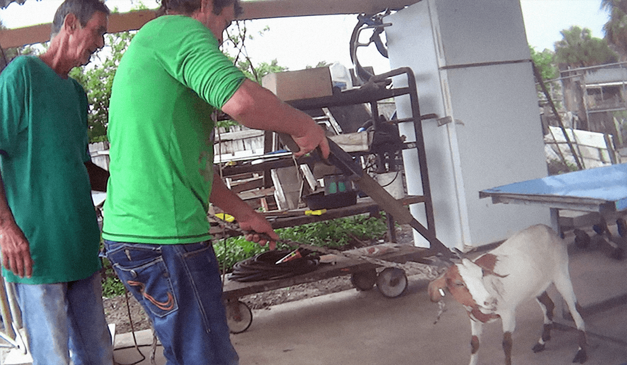 Richard Couto, fundador de la organización, dijo que los animales son arrojados a ollas de agua hirviendo, mientras aún están vivos.