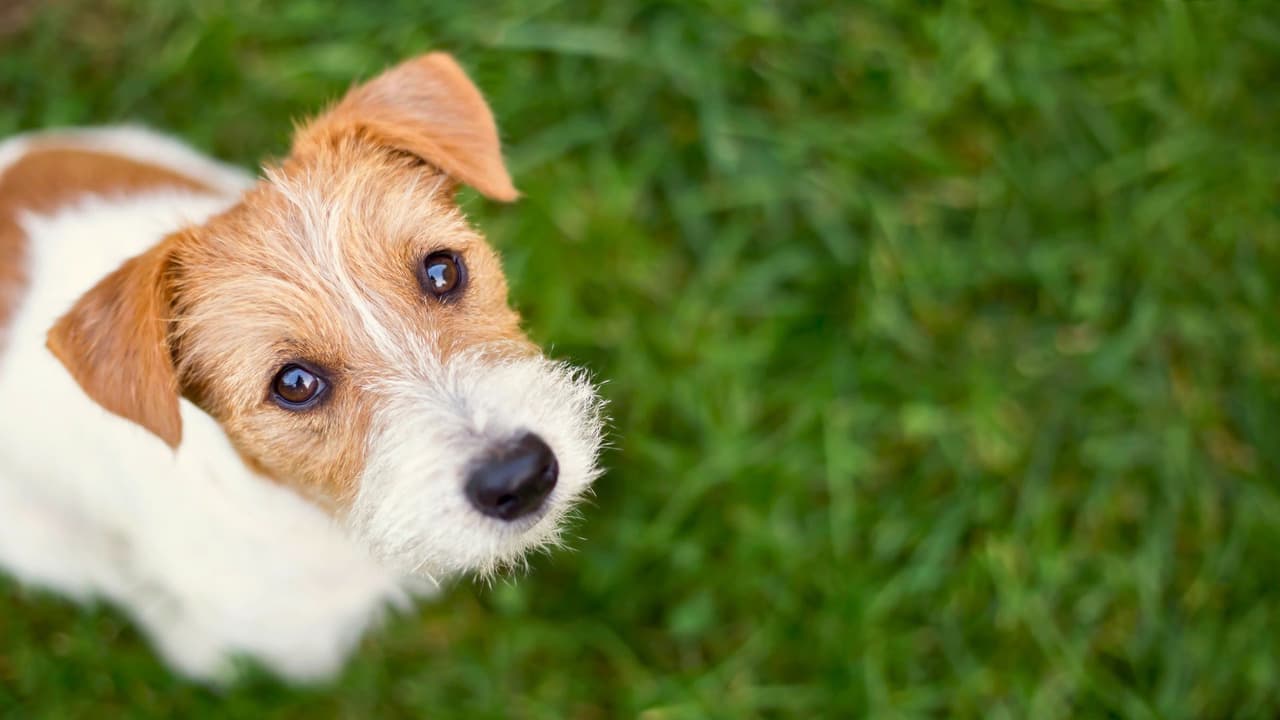 <h3 class="cms-H3-H3">Porque ellos no lo dicen, pero tú sí puedes protegerlos </h3>
<br>Tus mascotas no te piden vacaciones, ni aire acondicionado, ni helado. Solo quieren estar contigo, sentir que están seguras. Y eso, en un verano como el de Texas, empieza con agua fresca, sombra y atención. 
<b>Un poco de cuidado puede salvarles la vida. </b>