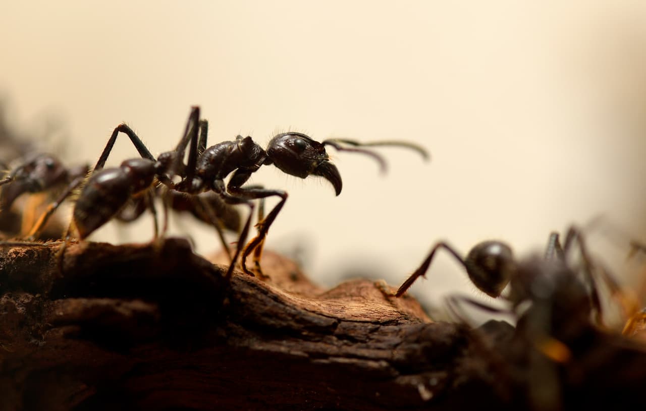 Las hormigas son insectos fantásticos. Se han descrito más de seis mil especies distintas y su origen se ha rastreado hasta hace 100 millones de años. ¿Sabías que una hormiga puede levantar algo que pese cincuenta veces su propio peso?