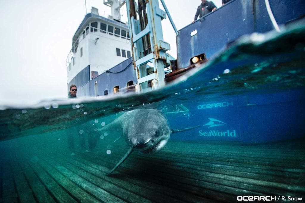 5 tiburones nadan por Florida: esperan que venga una docena en esta temporada 