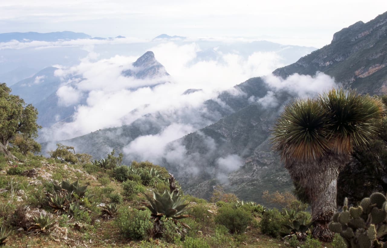 <h3 class="cms-H3-H3"><b>11.-Reserva de la Biosfera Sierra Gorda</b></h3>
<br>
<b>Querétaro</b>
<br>
<b> </b>
<br>Desde el pasado 10 de abril, esta reserva tiene activos dos incendios forestales que, según diarios locales, fueron provocados por quemas agrícolas. Uno de ellos, que se encuentra en el sitio turístico de Pinal de Amoles, registra peñascos y voladeros, que dificultan las labores. 
<br>
<br>Las llamas han consumido hasta el momento siete hectáreas de vegetación de arbustos, arbolado, hojarasca y matorral.