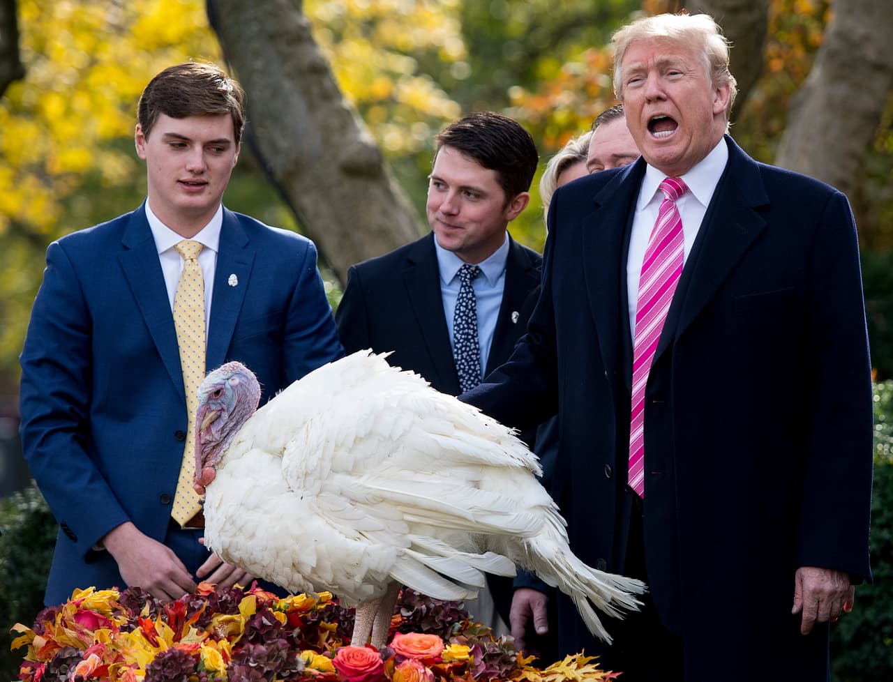 El perdón al pavoOtra imagen habitual de esta fecha es ver al presidente de Estados Unidos "indultando" a un pavo en vísperas de la cena.El pavo liberado pasa el resto de sus días en un zoológico. Aunque la leyenda dice que la tradición empezó en 1947 con el presidente Harry S. Truman, 
<b>el primer "perdón oficial" registrado oficialmente lo otorgó George H. Bush en 1989</b>.
<br>