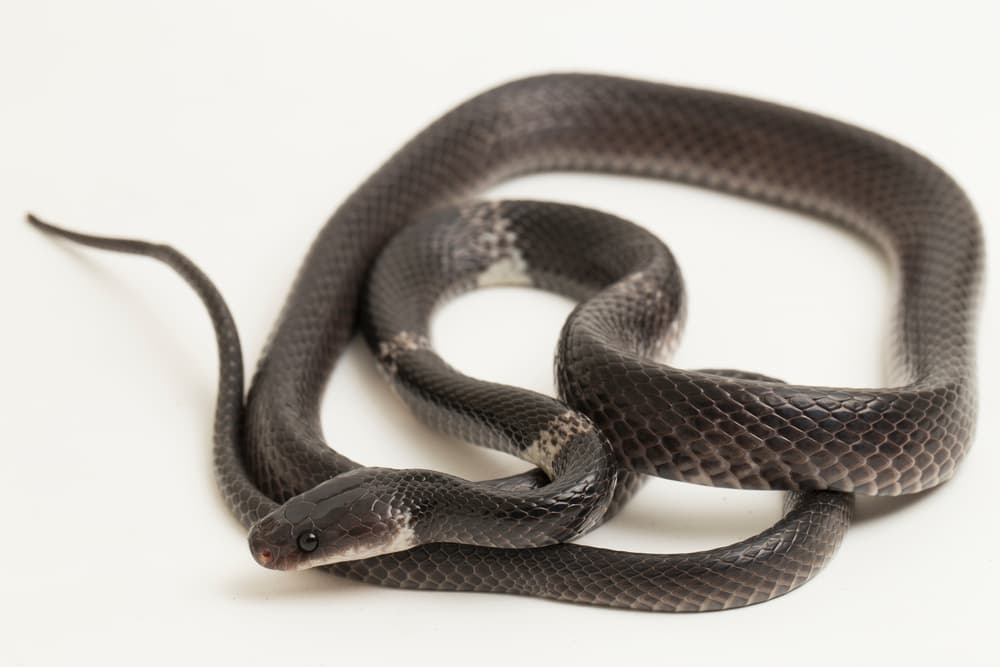 <h3 class="cms-H3-H3">Soñar con serpientes pequeñas</h3>
<br>En cambio, si la serpiente con la que soñamos es 
<b>pequeña, diminuta</b>, puede estar indicándonos que tenemos un problema o malestar que también podría considerarse pequeñito, que no abruma pero tampoco nos deja disfrutar nuestra vida por completo.