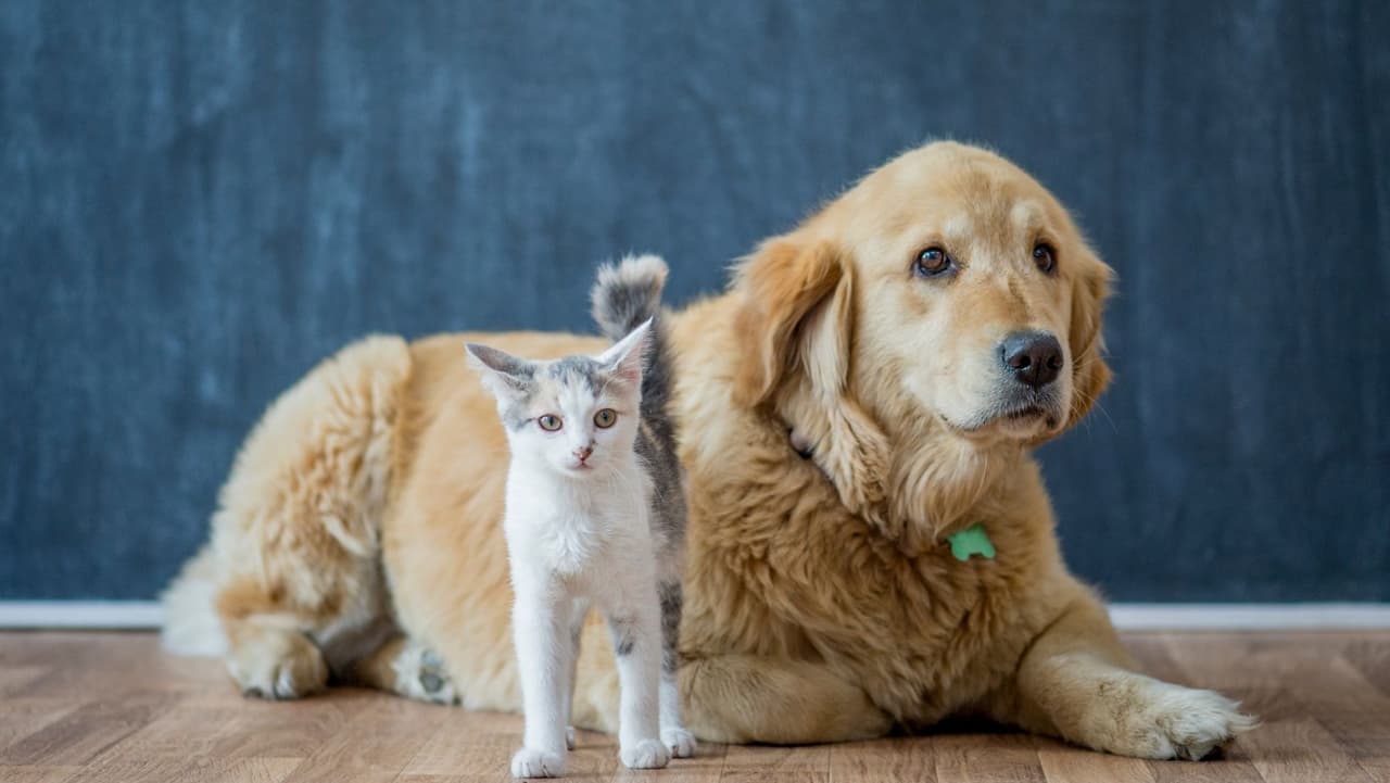 Sin embargo, se sabe que salta de perros a gatos. En 2016, a los 
<b>gatos</b> de un refugio en Indiana se les diagnosticó 
<b>influenza canina H3N2</b>, que se cree que fue transmitida por perros infectados. Así que trate de mantener a los miembros felinos de su familia alejados de su perro enfermo.
<br>