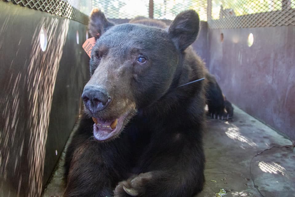 Guardabosques en el condado Butte encontraron a un oso negro herido por las llamas y el humo del incendio forestal North Complex.