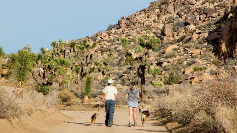 California State Parks en su anunció recordó a la comunidad qu,e durante la pandemia, cada persona tiene un papel clave para frenar la propagación de covid-19.
<br>
<br>
<b>Parque Nacional Joshua Tree</b> reúne dos ecosistemas desérticos distintos el del desierto de Mojave y del desierto Colorado.
