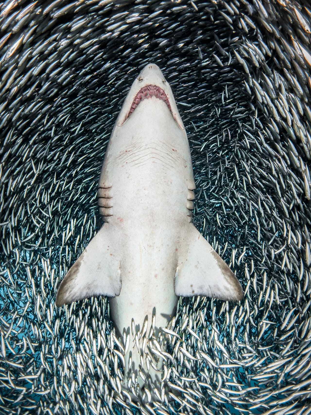 Un tiburón toro rodeado de minúsculos peces carnada - Ganador, categoría retrato. Un tiburón toro atraviesa justo el centro de una 'bola de cardúmen' de pequeños peces conocidos comunmente como peces carnada.