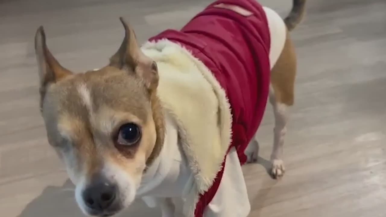 Durante ola de frío ártico, las mascotas corren el riesgo de desarrollar hipotermia o congelación, por eso es importante reducir los tiempos que estén afuera.