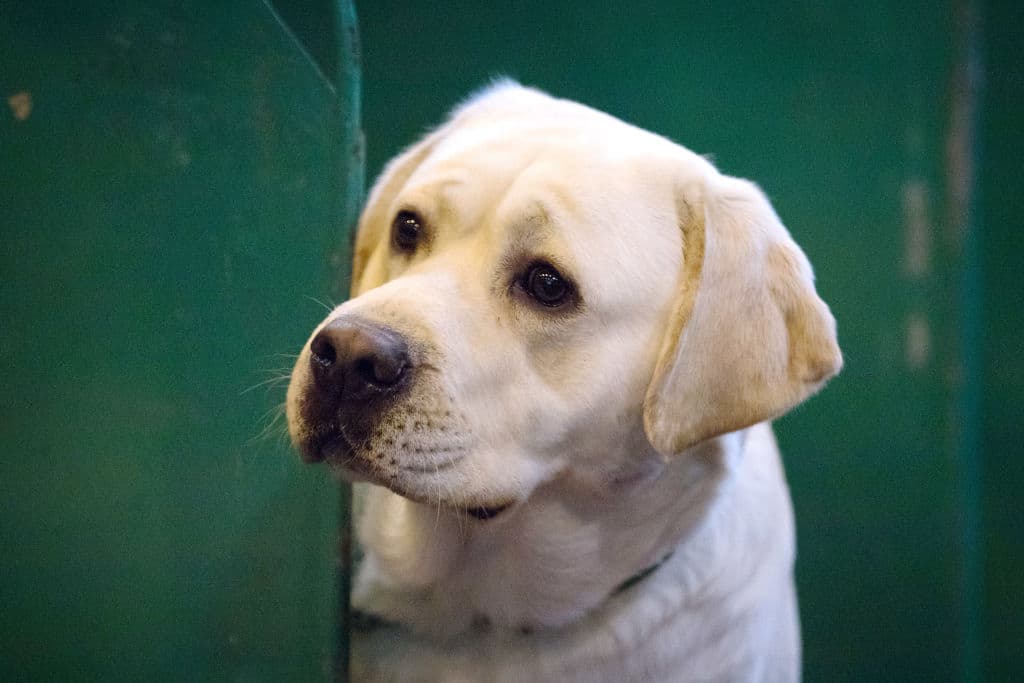 Perro labrador retriever