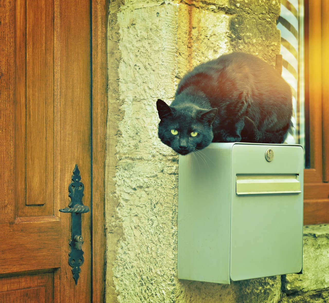 Los gatos no nos dan ni buena ni mala suerte, sino el amor de su compañía. Sean del color que sean, estos animales son fieles protectores y si estamos dispuestos a adoptar uno, nos darán todo su amor y cariño.