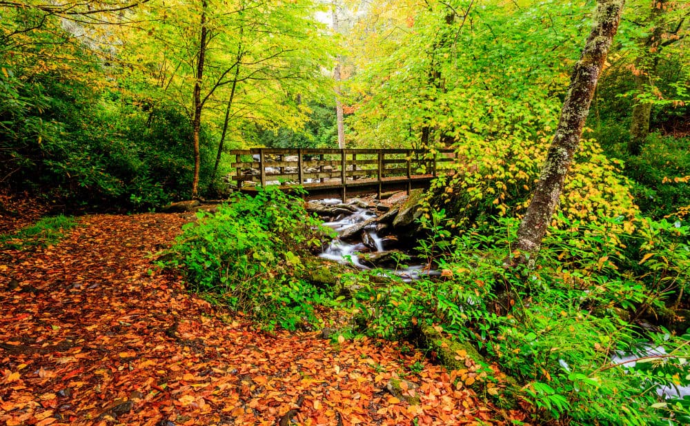 Great Smoky Mountains fue el parque más 'popular' en el 2015. Más de 10 millones de personas visitaron este mágico lugar.