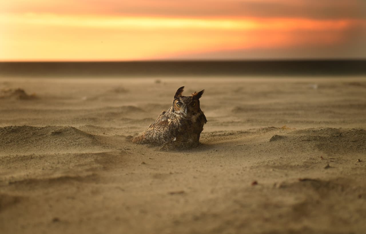 Un búho sobre la arena en una playa en Malibu, hasta donde llegó el humo de los incendios que se han propagado por el condado Ventura, al norte de Los Ángeles.
<a href="https://www.univision.com/los-angeles/kmex/noticias/incendios/incendios-en-california-el-numero-de-muertos-sube-a-31-las-autoridades-buscan-a-mas-de-200-desaparecidos"><b> El número de fallecidos por los fuegos al norte y sur de California pasó la treintena</b></a> y las autoridades buscan a más de 200 desaparecidos.
