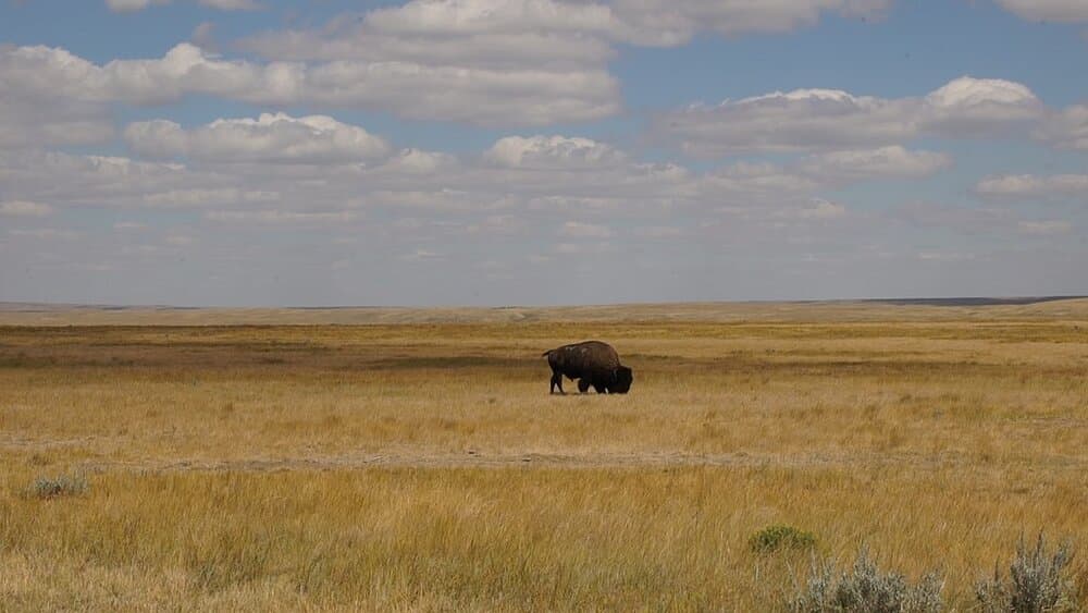<h3 class="cms-H3-H3">3. Parque Nacional Grasslands </h3>
<br>
<br>Mikkelsen señala que un lugar podrá ser identificado y galardonado por la QPI siempre y cuando cumpla con los requisitos de selección: 
<b>no puede haber más de un sonido audible de una fuente humana por lo menos cada 15 minutos. </b>
<br>
<br>Este parque, ubicado en la provincia 
<a href="https://www.univision.com/temas/canada">canadiense</a> de Saskatchewan también se alista para ser nombrada por la QPI.