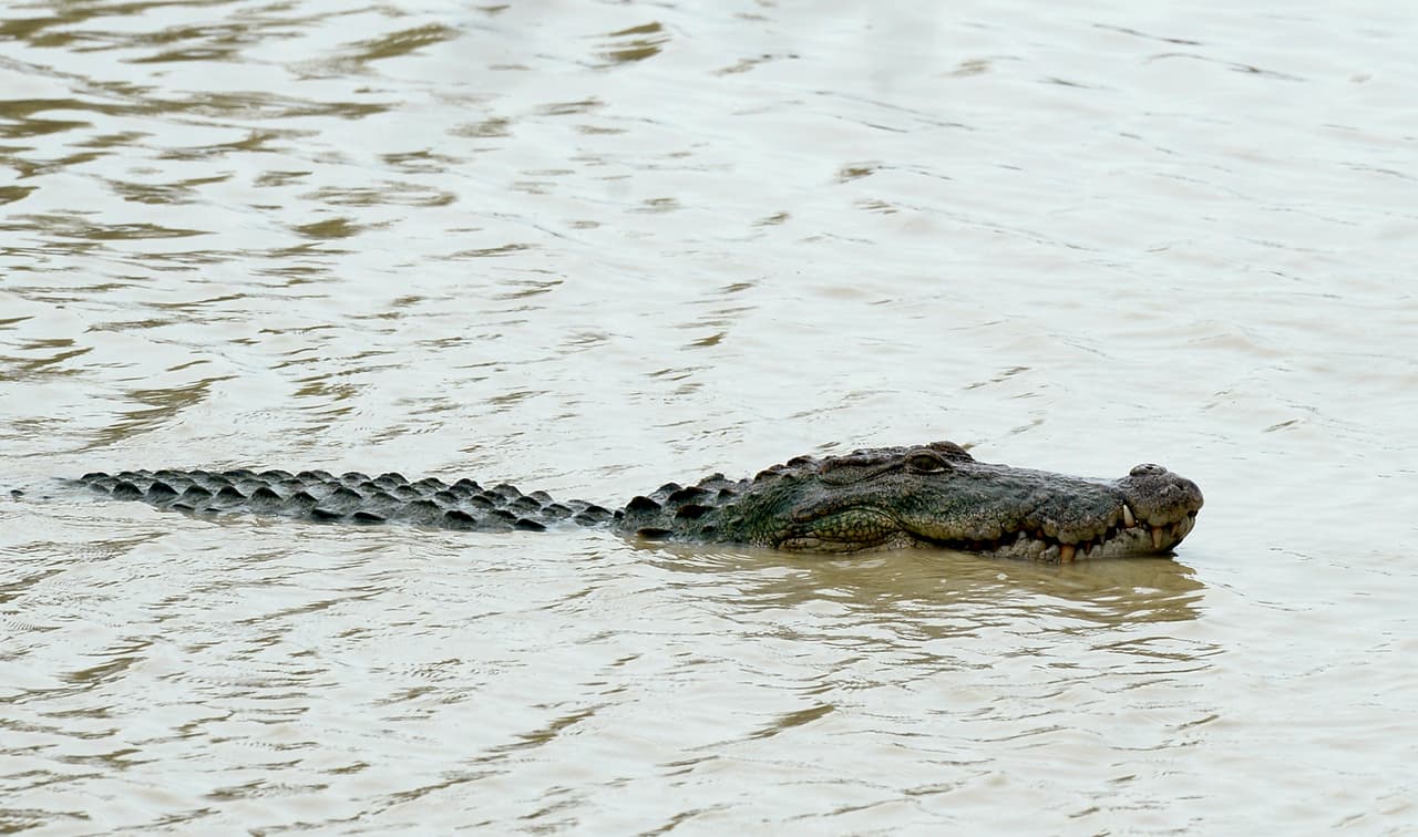 El Departamento de Parques y Vida Silvestre de Texas recomienda que si ves un cocodrilo: Aléjese lentamente si está demasiado cerca. Los cocodrilos normalmente no atacan a los humanos, pero pueden correr hasta 35 millas por hora, por lo que no crea que son animales lentos.