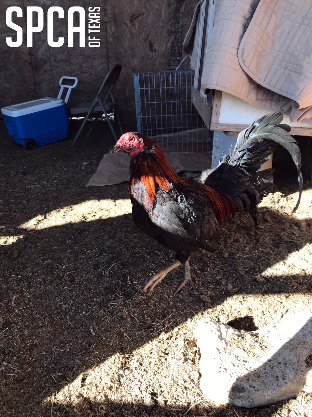 También se encontraron varias cajas que eran utilizadas para transportar los gallos hacia el lugar de las peleas. 
<br>