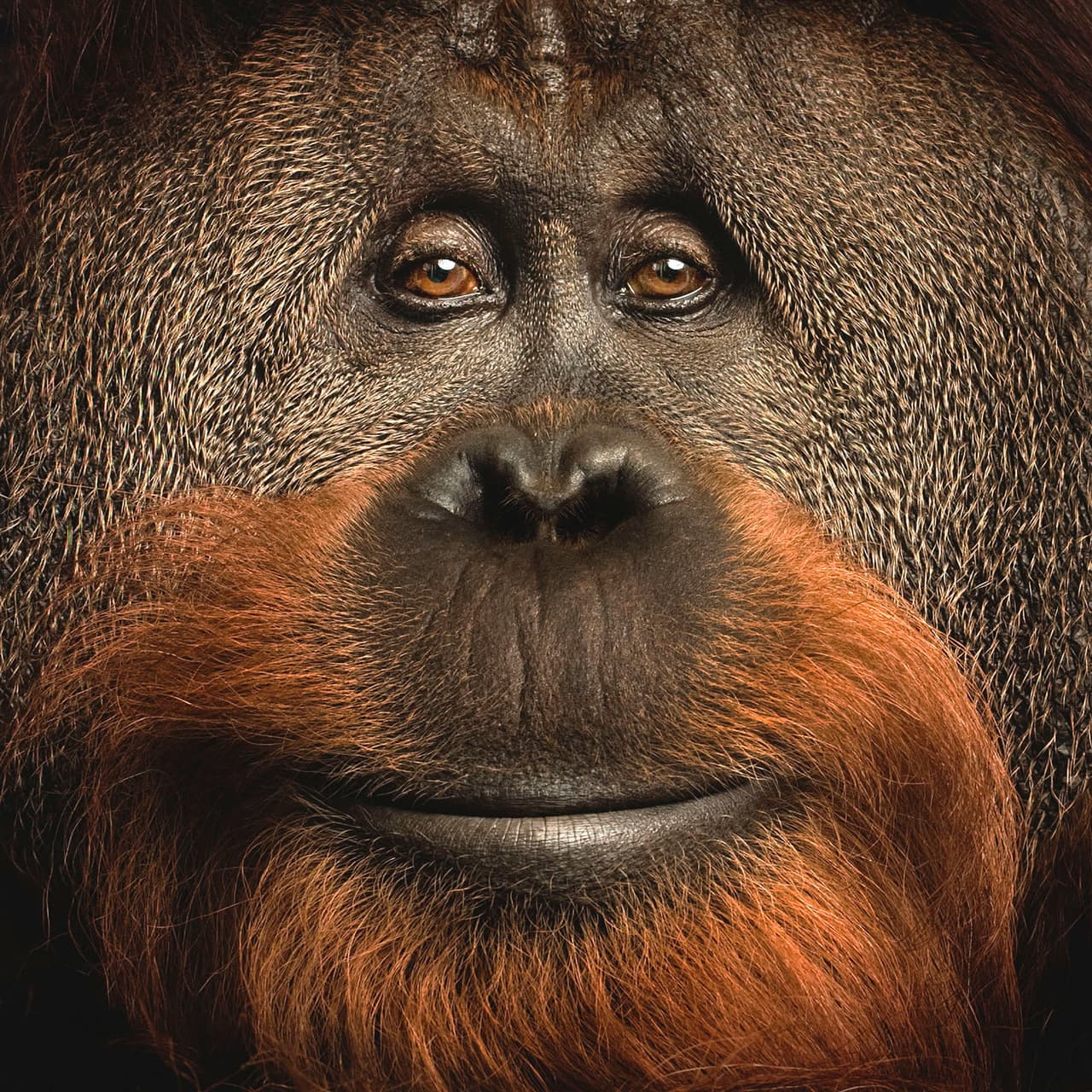 <b>‘El orangután Azy’</b>
<br>
<br>Azy, un orangután nacido en cautiverio y famoso por sus habilidades cognitivas, en una foto para la revista National Geographic. 
<br>
<br>Durante más de 30 años el autor de esta imagen ha documentado “desde la Ruta 66 hasta el calentamiento global, la vida bajo los volcanes, las momias sicilianas, y el paisaje, la cultura, la historia y la arqueología de Estados Unidos”, explica 
<i>Vital Impacts</i>.