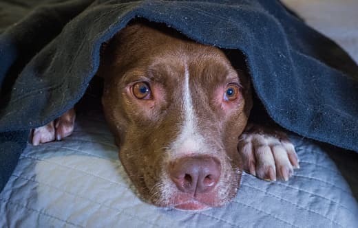 Debes mantener a las mascotas alejadas de las ventanas.