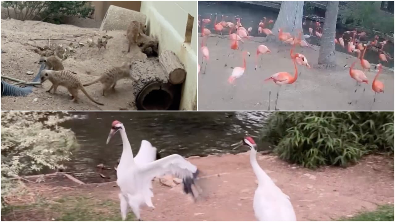 Animales del zoológico de San Antonio, Texas, reaccionan al eclipse solar