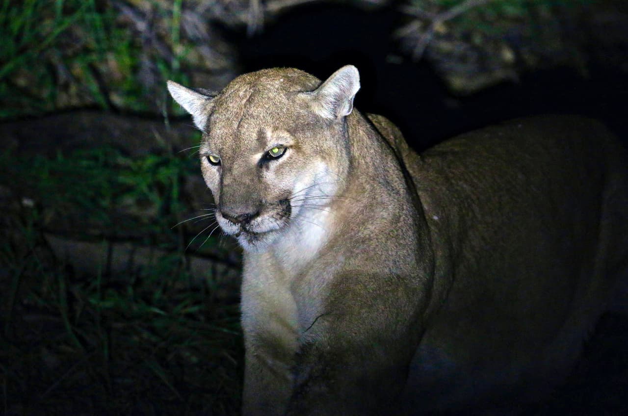 Además de salvar a los pumas de la extinción, el puente apoyará a un área natural reconocida entre los 36 lugares más biodiversos en todo el mundo.
