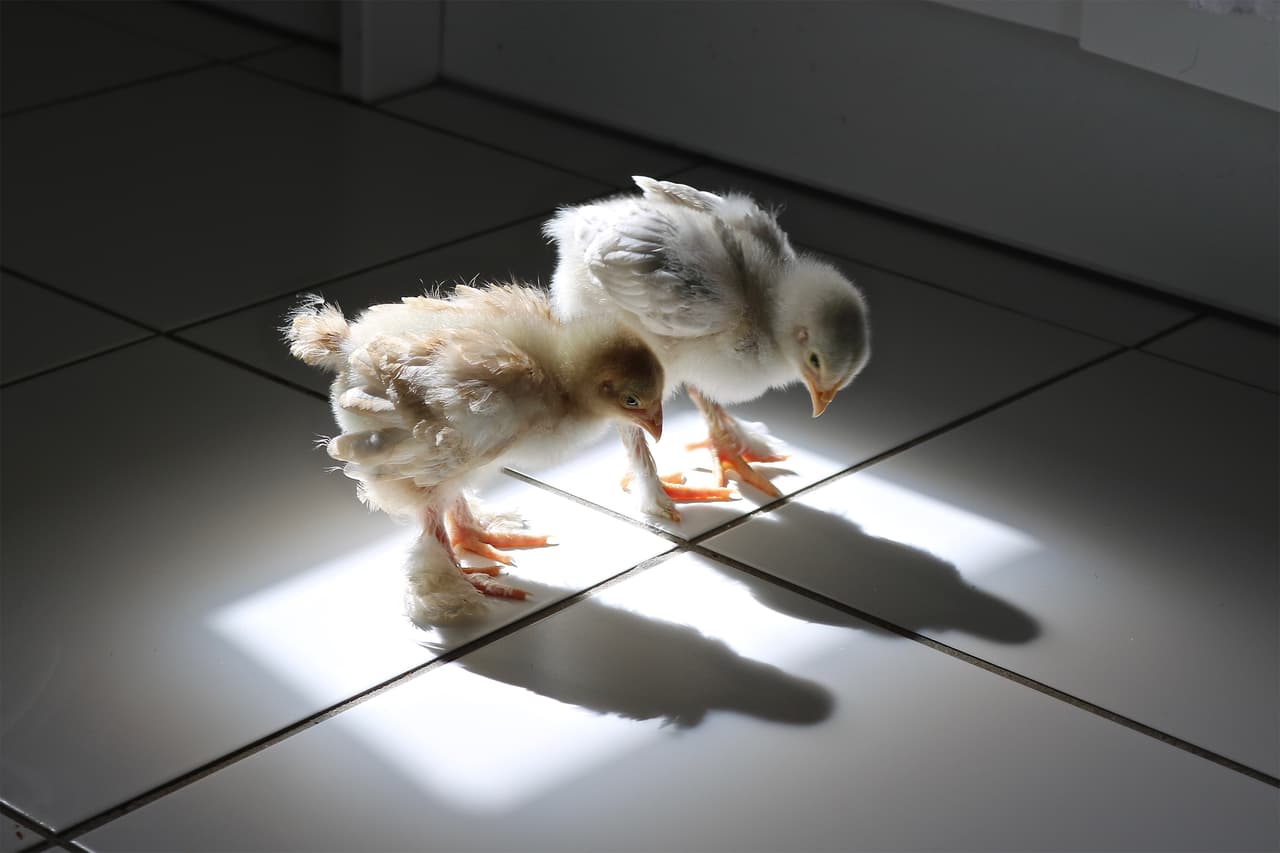 <b>‘Descubriendo su sombra’</b>
<br>
<br>“Cutie y Speedy son dos polluelos nacidos de huevos incubados en casa. En la foto tienen poco más de dos semanas de edad, y se sorprendían por todo”.
<br>